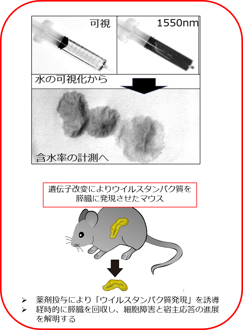 池原 譲 研究内容