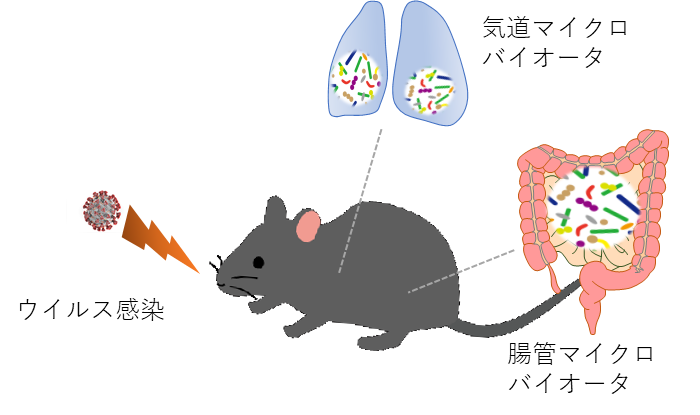 長谷 耕二 研究内容