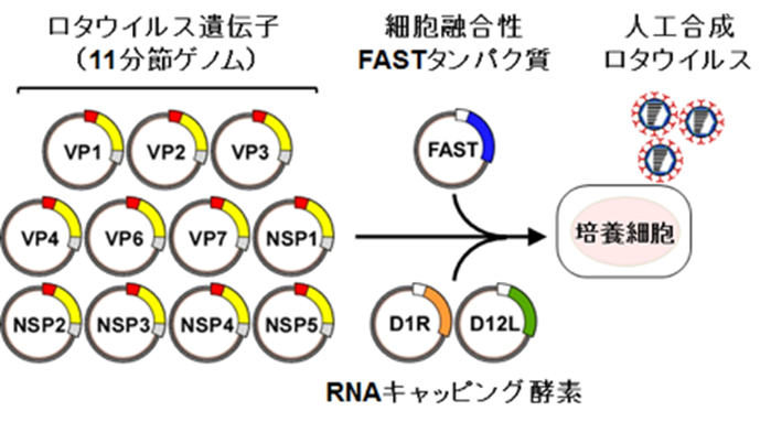 小林 剛 | ウイルスグループ | 研究内容 | 国立研究開発法人科学技術 