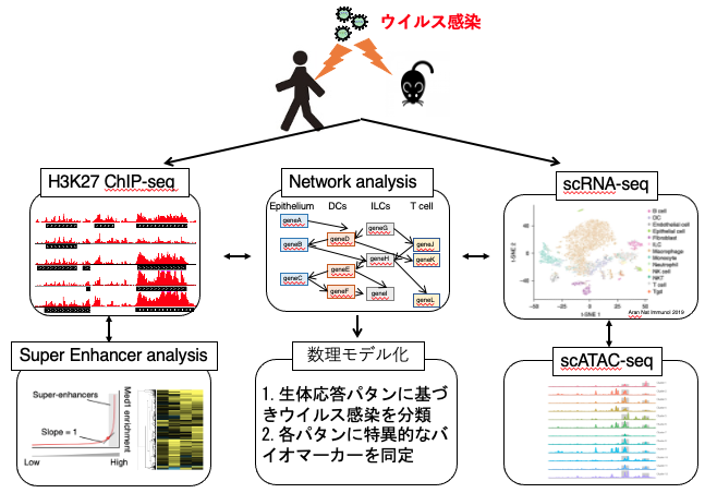 中島 裕史 | 免疫グループ | 研究内容 | 国立研究開発法人科学技術振興 