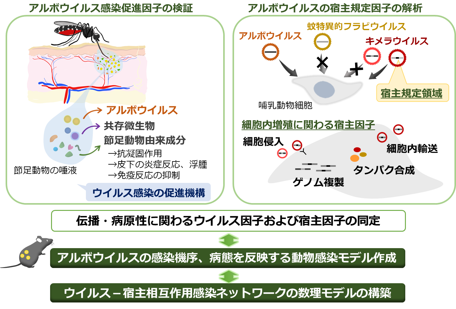 大場 靖子 研究内容