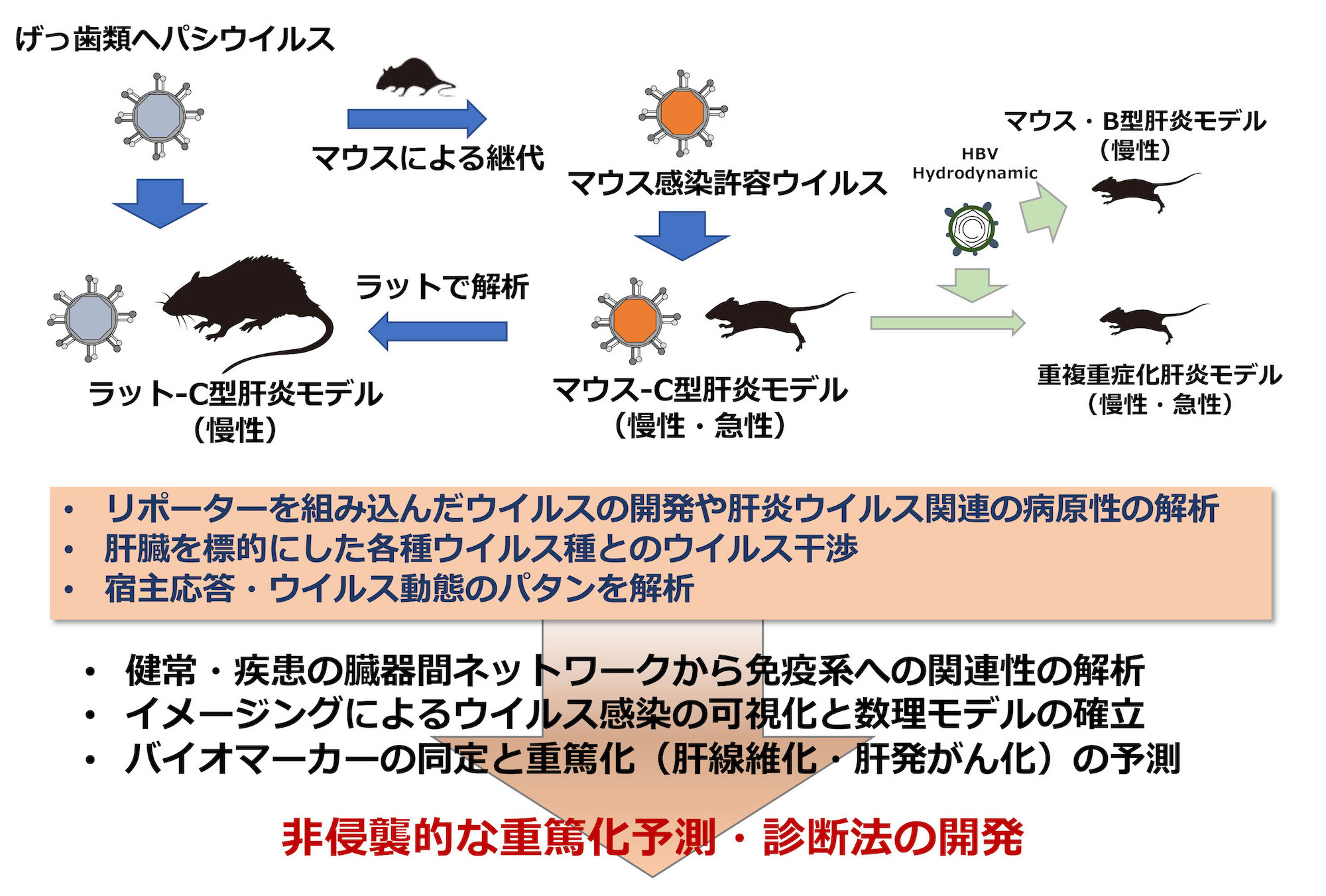 森石 恆司 研究内容