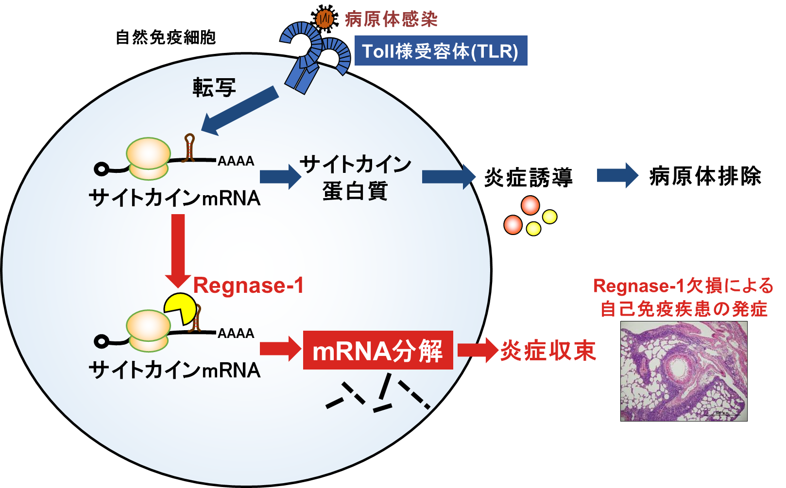 竹内 理 研究内容3